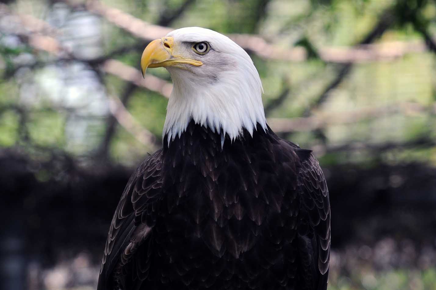 The Bald Eagles (Adopt-a-Critter) | Saskatoon Zoo Society