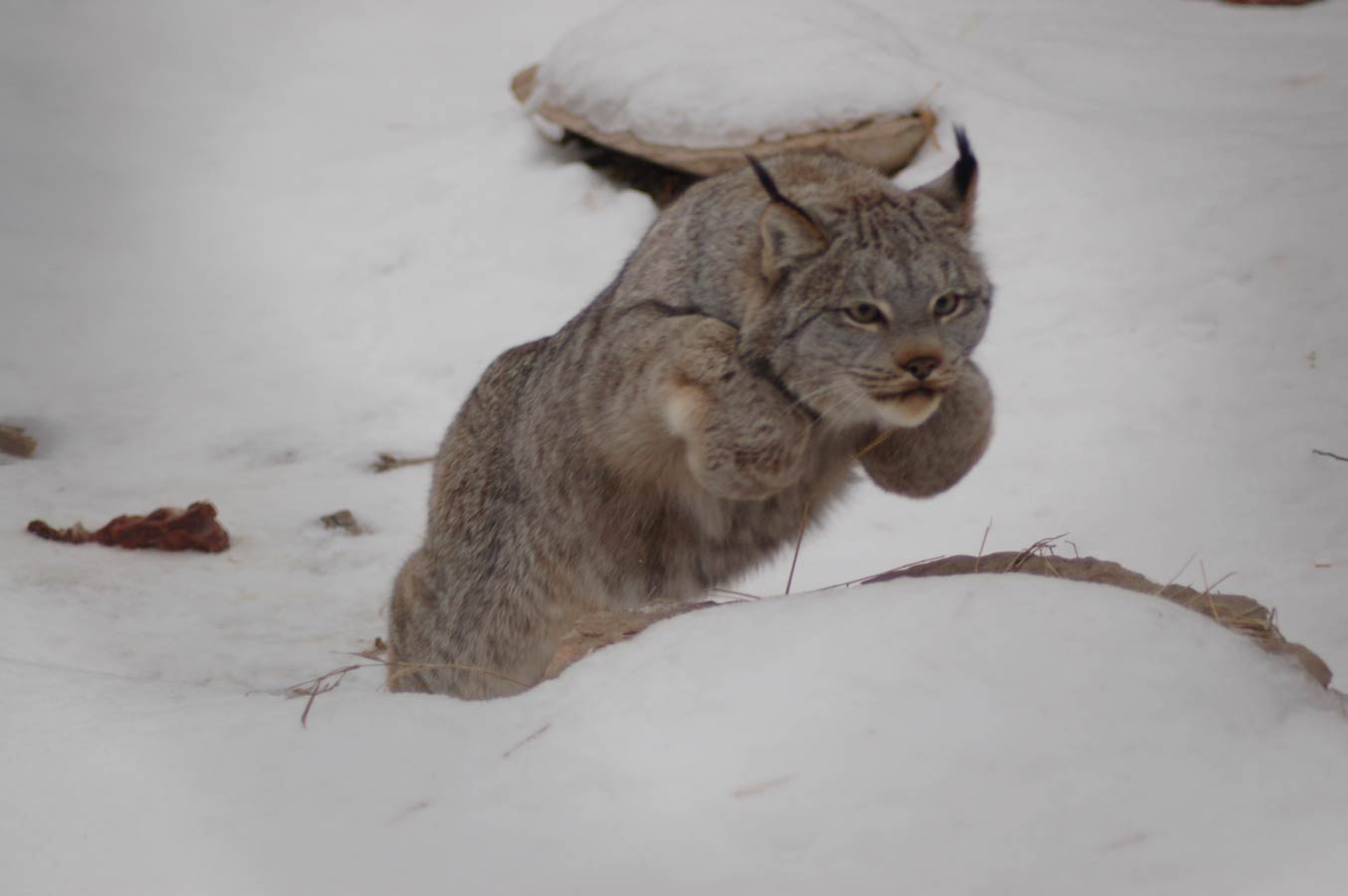 baby canadian lynx