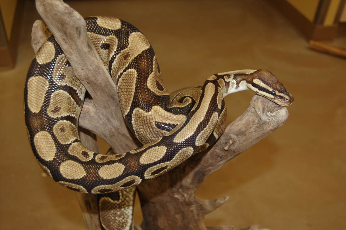 The Royal Python (Adopt-a-Critter) | Saskatoon Zoo Society