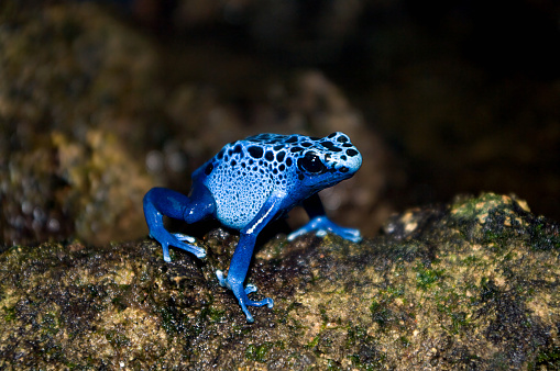 The Poison Dart Frog (Adopt-A-Critter)