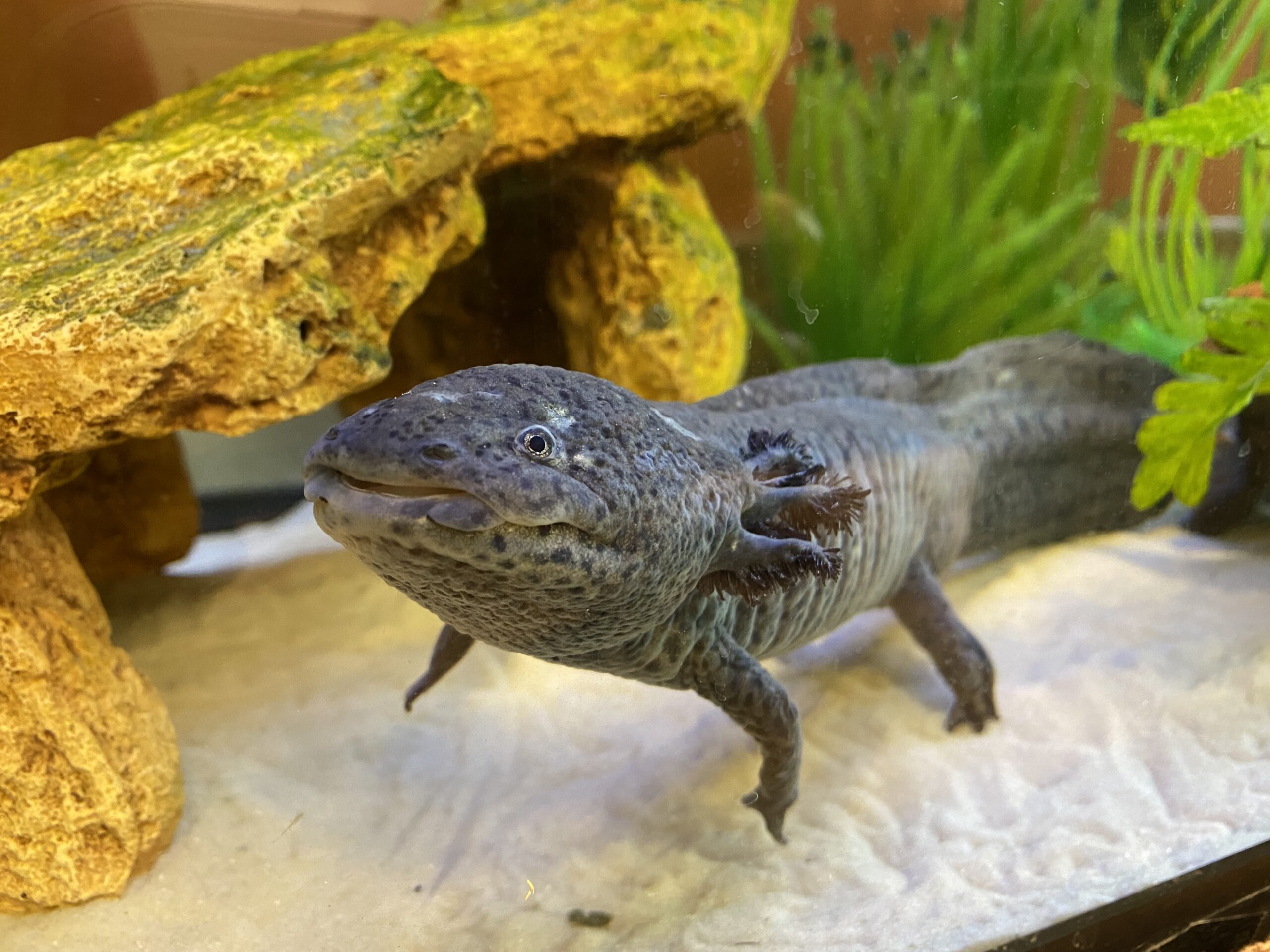 The Axolotl (Adopt-a-Critter)